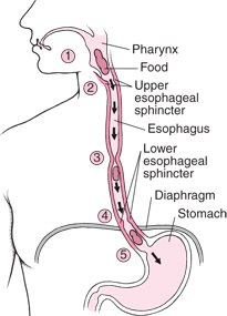 esophageal cancer, esophageal cancer ri, esophagus cancer, cancer of the esophagus, cancer ri, ri cancer, ri esophageal cancer, cancer treatment, cancer ri treatment, esophageal cancer treatment, esophageal cancer treatment ri, rhode island cancer, cancer rhode island, nonprofit, non profit ri, ri nonprofit, ri non-profit, esophageal non profit, esophagus, barret esophagus, barret esophagus ri, esophagus ri, ri esophagus, esophageal cancer rhode island, gerd, GERD ri, ri gerd, GERD treatment, GERD, GERD help, heartburn, heartburn ri, heartburn treatment, treatment heartburn, acid reflux, acid reflux ri, acid reflux treatment, acid reflux help, ri acid reflux, esophageal cancer, esophageal cancer ri, ri cancer, cancer ri, cancer rhode island, esophageal cancer rhode island, rhode island esophageal cancer, heartburn, acid reflux, gerd, reflux, gerd reflux, acid, pain in chest, doctor ri, gi doctor ri, gastroenterologist ri, ri gastroenterologist, ri health, health ri, esophageal cancer awareness, esophageal cancer treatment, esophageal cancer diagnosis, esophageal cancer research, esophageal cancer donate, esophageal cancer funding, esophageal cancer fund, esophageal cancer funds, esophageal cancer , esophageal cancer awareness, esophageal cancer nonprofit, esophageal cancer events, esophageal cancer rhode island, esophageal cancer new england, esophageal cancer Massachusetts, esophageal cancer screening, esophageal cancer detection, esophageal cancer signs, esophageal cancer symptoms, esophageal cancer diagnosis, esophageal cancer doctors, esophageal cancer doctors in ri, esophageal cancer doctor ri, esophageal cancer symptom, esophageal cancer heartburn, heartburn can cause cancer, cancer heartburn, heartburn cancer, esophageal cancer salgi, esophageal cancer rates, esophageal cancer death, esophageal cancer death rate, esophageal cancer survivors, esophageal cancer survivor, esophageal cancer survivorship, esophageal cancer surviving, esophageal cancer groups, esophageal cancer organizations, esophageal cancer teams, esophageal cancer board, esophageal cancer charity, esophageal cancer nonprofit, esophageal cancer money for research, Networking RI, cancer ri, esophageal cancer, cancer in ri, networking event ri, cancer charity, cancer research, cancer charity ri, cancer research ri, esophageal cancer awareness, esophageal cancer awareness ri, esophageal cancer research ri, esophageal cancer research, esophageal cancer prevention, esophageal cancer prevention ri, esophageal cancer cure, esophageal cancer, in hopes of a cure, networking cancer, cocktails in hopes of a cure, cocktails, Esophageal Cancer Walk/Run, Cancer Walk, Cancer Walk RI, Walk RI, Run RI, Rhode Island Walk, Rhode Island Cancer, Cancer Walks in RI, Cancer Run in RI, Run for charity, Run in RI, cancer run, cancer walk, cancer walk ri, cancer run ri, esophageal cancer, cancer of the esophagus, cancer, esophageal cancer ri, cancer of esophagus, ri cancer, cancer awareness, cancer research, cancer prevention, ri cancer research, ri cancer prevention, ri cancer treatment, ri cancer charity, charity ri, charity, cancer, treat esophageal cancer, treat cancer, treatment of esophageal cancer, treatment of esophageal cancer ri, acid reflux, heartburn can cause cancer, heartburn ri, acid reflux ri, heartburn, heartburn remedy, heartburn remedies, acid reflux remedies, charity run ri, charity walk ri, run for cancer esophageal cancer, esophageal cancer ri, ri cancer, cancer ri, cancer rhode island, esophageal cancer rhode island, rhode island esophageal cancer, heartburn, acid reflux, gerd, reflux, gerd reflux, acid, pain in chest, doctor ri, gi doctor ri, gastroenterologist ri, ri gastroenterologist, ri health, health ri, esophageal cancer awareness, esophageal cancer treatment, esophageal cancer diagnosis, esophageal cancer research, esophageal cancer donate, esophageal cancer funding, esophageal cancer fund, esophageal cancer funds, esophageal cancer , esophageal cancer awareness, esophageal cancer nonprofit, esophageal cancer events, esophageal cancer rhode island, esophageal cancer new england, esophageal cancer Massachusetts, esophageal cancer screening, esophageal cancer detection, esophageal cancer signs, esophageal cancer symptoms, esophageal cancer diagnosis, esophageal cancer doctors, esophageal cancer doctors in ri, esophageal cancer doctor ri, esophageal cancer symptom, esophageal cancer heartburn, heartburn can cause cancer, cancer heartburn, heartburn cancer, esophageal cancer salgi, esophageal cancer rates, esophageal cancer death, esophageal cancer death rate, esophageal cancer survivors, esophageal cancer survivor, esophageal cancer survivorship, esophageal cancer surviving, esophageal cancer groups, esophageal cancer organizations, esophageal cancer teams, esophageal cancer board, esophageal cancer charity, esophageal cancer nonprofit, esophageal cancer money for research, the salgi foundation, the salgi esophageal cancer research foundation, salgi, salgi foundation, salgi esophageal, salgi esophageal cancer, salgi esophageal cancer research, salgi esophageal cancer research foundation, salgi esophageal foundation, foundation salgi, esophageal cancer awareness salgi, esophageal cancer awareness salgi ri, ri esophageal cancer awareness salgi, ri salgi esophageal cancer, salgi esophageal cancer awareness ri salgi, salgi treatment esophageal cancer, salgi treatment esophageal cancer awareness, salgi treatment esophageal cancer awareness ri, Esophageal Cancer Walk/Run, Cancer Walk, Cancer Walk RI, Walk RI, Run RI, Rhode Island Walk, Rhode Island Cancer, Cancer Walks in RI, Cancer Run in RI, Run for charity, Run in RI, cancer run, cancer walk, cancer walk ri, cancer run ri, esophageal cancer, cancer of the esophagus, cancer, esophageal cancer ri, cancer of esophagus, ri cancer, cancer awareness, cancer research, cancer prevention, ri cancer research, ri cancer prevention, ri cancer treatment, ri cancer charity, charity ri, charity, cancer, treat esophageal cancer, treat cancer, treatment of esophageal cancer, treatment of esophageal cancer ri, acid reflux, heartburn can cause cancer, heartburn ri, acid reflux ri, heartburn, heartburn remedy, heartburn remedies, acid reflux remedies, charity run ri, charity walk ri, run for cancer